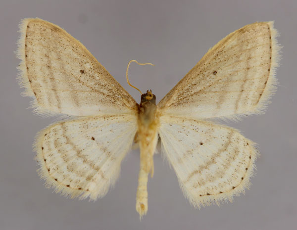 /filer/webapps/moths/media/images/O/oryx_Scopula_PT_ZSM_02.jpg