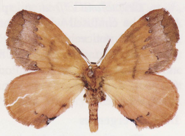 /filer/webapps/moths/media/images/O/oscari_Cryptojana_HT_ANHRT.jpg