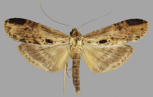 /filer/webapps/moths/media/images/O/osica_Thacona_AM_MNHN_02.jpg