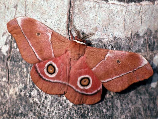 /filer/webapps/moths/media/images/O/osiris_Gonimbrasia_A_Bygott.jpg
