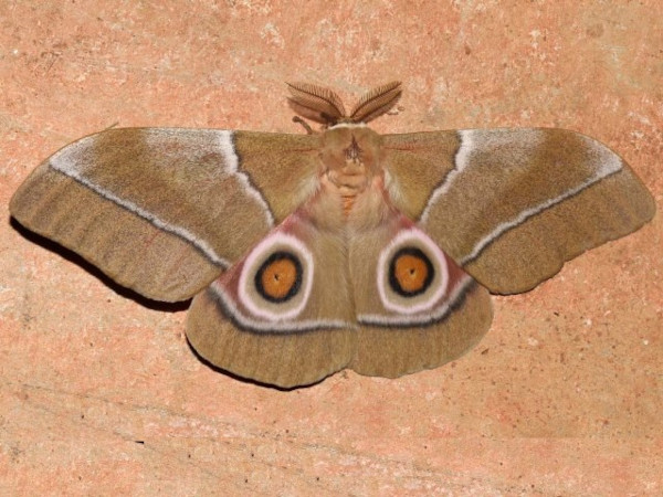 /filer/webapps/moths/media/images/O/osiris_Gonimbrasia_A_Grimm.jpg