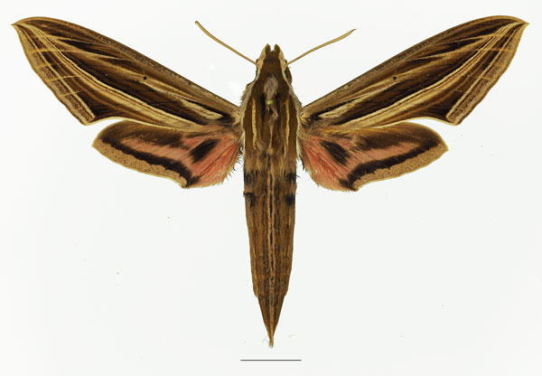 /filer/webapps/moths/media/images/O/osiris_Hippotion_AF_Basquin_01a.jpg