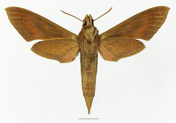 /filer/webapps/moths/media/images/O/osiris_Hippotion_AF_Basquin_01b.jpg