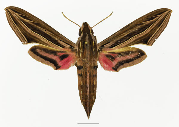 /filer/webapps/moths/media/images/O/osiris_Hippotion_AF_Basquin_02a.jpg