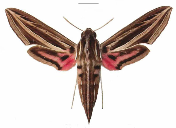 /filer/webapps/moths/media/images/O/osiris_Hippotion_AF_EMEM.jpg