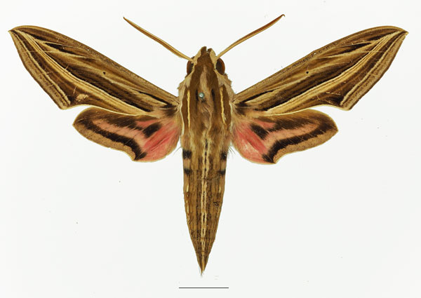 /filer/webapps/moths/media/images/O/osiris_Hippotion_AM_Basquin_01a.jpg