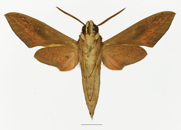 /filer/webapps/moths/media/images/O/osiris_Hippotion_AM_Basquin_01b.jpg