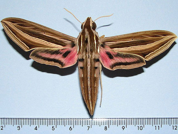 /filer/webapps/moths/media/images/O/osiris_Hippotion_A_Goff.jpg