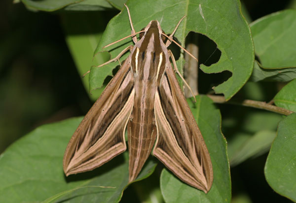 /filer/webapps/moths/media/images/O/osiris_Hippotion_A_Jorpeland.jpg