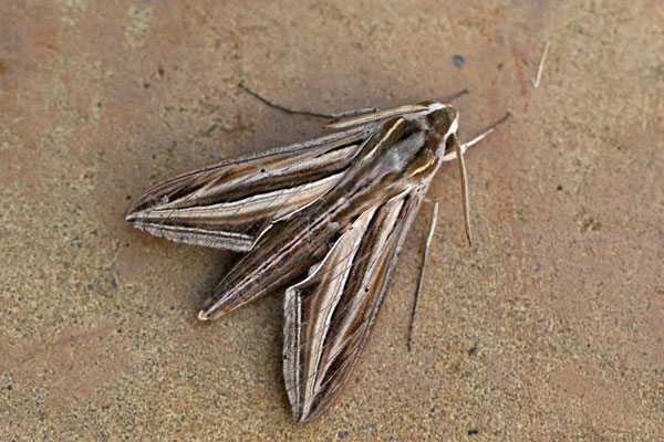 /filer/webapps/moths/media/images/O/osiris_Hippotion_A_Voaden.jpg
