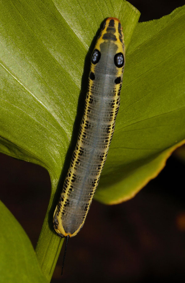 /filer/webapps/moths/media/images/O/osiris_Hippotion_C_Riddell_01.jpg