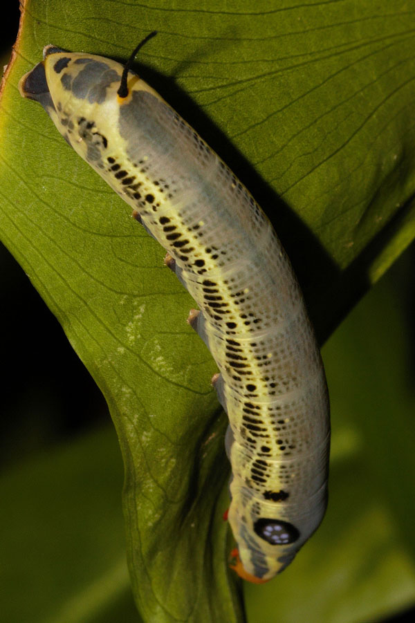 /filer/webapps/moths/media/images/O/osiris_Hippotion_C_Riddell_02.jpg