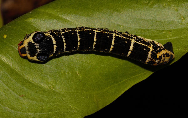 /filer/webapps/moths/media/images/O/osiris_Hippotion_C_Riddell_03.jpg