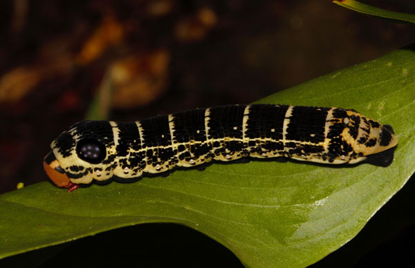 /filer/webapps/moths/media/images/O/osiris_Hippotion_C_Riddell_04.jpg