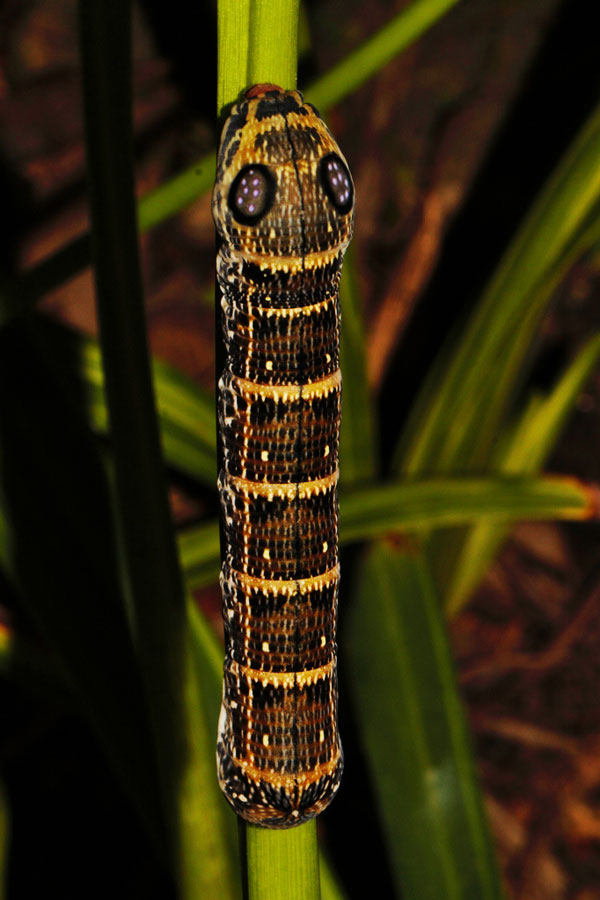 /filer/webapps/moths/media/images/O/osiris_Hippotion_C_Riddell_05.jpg