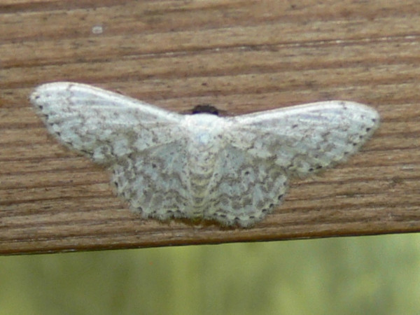 /filer/webapps/moths/media/images/O/ossicolor_Scopula_A_Goff.jpg