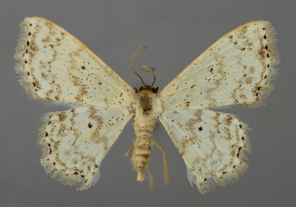 /filer/webapps/moths/media/images/O/ossicolor_Scopula_A_ZSM_01.jpg