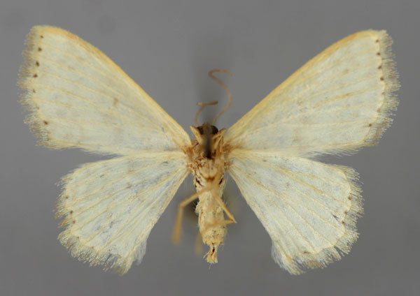 /filer/webapps/moths/media/images/O/ossicolor_Scopula_A_ZSM_02.jpg