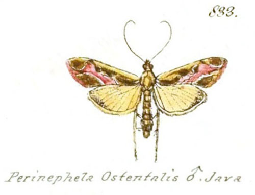 /filer/webapps/moths/media/images/O/ostentalis_Perinephela_HT_Geyer_833.jpg