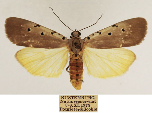 /filer/webapps/moths/media/images/O/ostentata_Sommeria_AF_TMSA_01.jpg