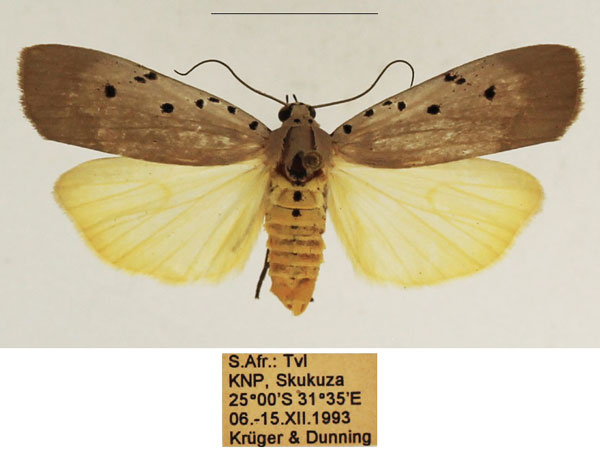 /filer/webapps/moths/media/images/O/ostentata_Sommeria_AF_TMSA_02.jpg