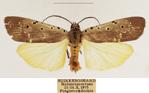 /filer/webapps/moths/media/images/O/ostentata_Sommeria_AM_TMSA_01.jpg