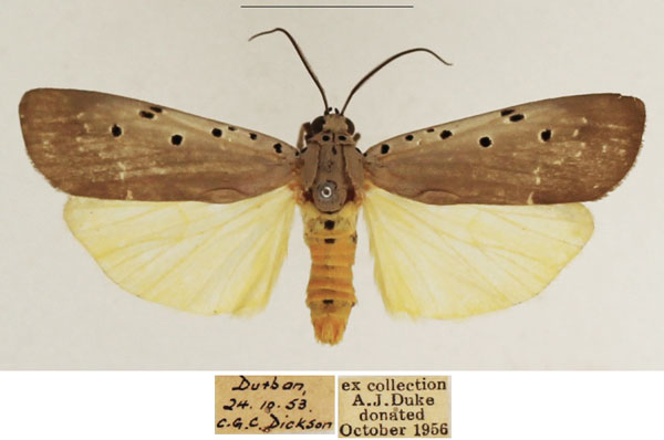 /filer/webapps/moths/media/images/O/ostentata_Sommeria_AM_TMSA_02.jpg