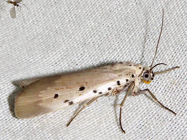 /filer/webapps/moths/media/images/O/ostentata_Sommeria_A_Braun_03.jpg