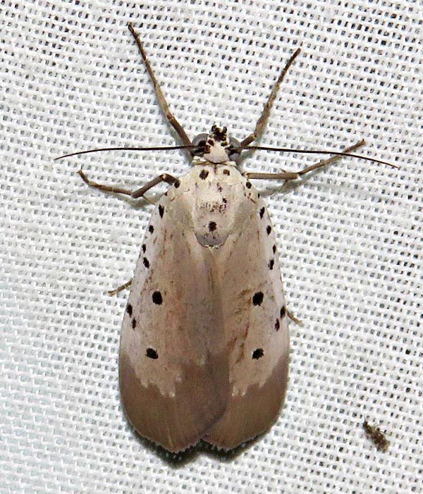 /filer/webapps/moths/media/images/O/ostentata_Sommeria_A_Braun_04.jpg