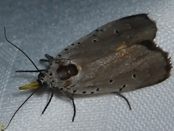 /filer/webapps/moths/media/images/O/ostentata_Sommeria_A_Liebenberg_01.jpg