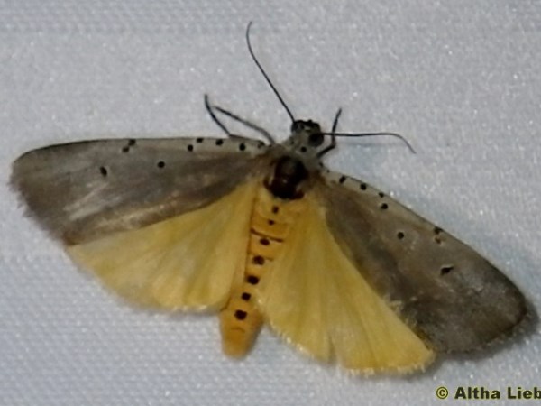 /filer/webapps/moths/media/images/O/ostentata_Sommeria_A_Liebenberg_02.jpg