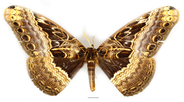 /filer/webapps/moths/media/images/O/ostentator_Dactyloceras_AM_Basquin_01.jpg