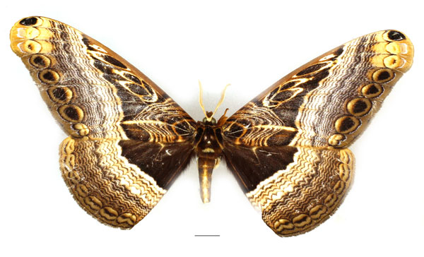 /filer/webapps/moths/media/images/O/ostentator_Dactyloceras_AM_Basquin_02.jpg