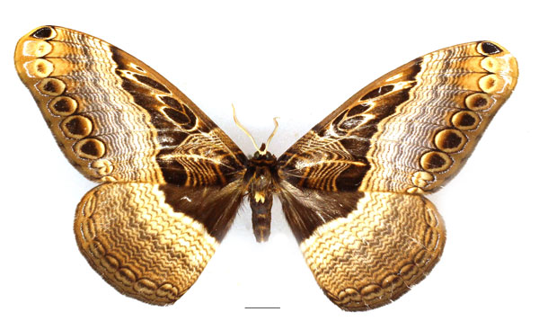 /filer/webapps/moths/media/images/O/ostentator_Dactyloceras_AM_Basquin_03.jpg