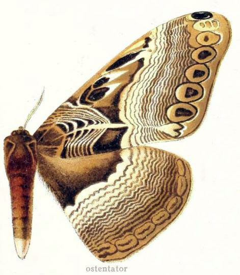 /filer/webapps/moths/media/images/O/ostentator_Dactyloceras_HT_Gaede_1927_60-c.jpg