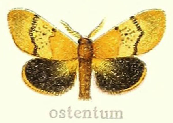 /filer/webapps/moths/media/images/O/ostentum_Euproctis_HT_Hering_21c.jpg