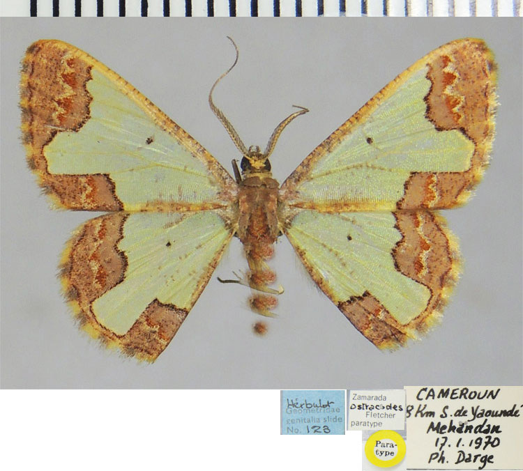 /filer/webapps/moths/media/images/O/ostracodes_Zamarada_PTM_ZSM.jpg