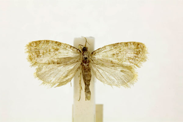 /filer/webapps/moths/media/images/O/ostracophanes_Narycia_HT_RMCA.jpg
