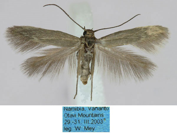/filer/webapps/moths/media/images/O/otaviensis_Scythris_HT_ZMHB_z4pP0FT.jpg