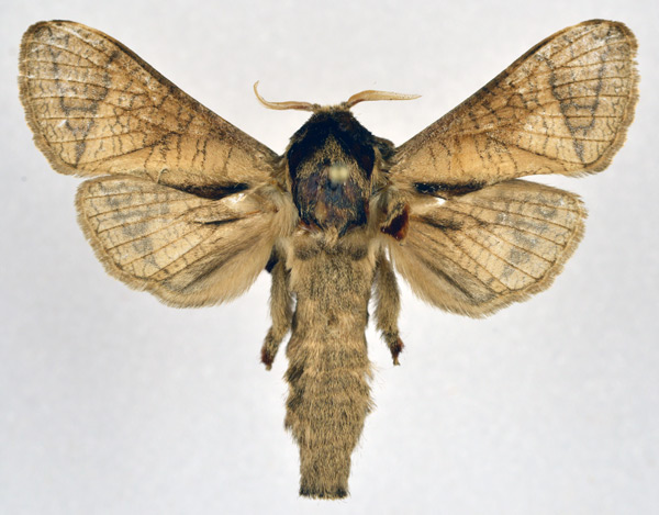 /filer/webapps/moths/media/images/O/otfriedi_Haberlandia_AM_NHMO.jpg