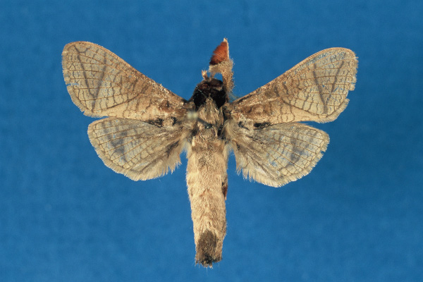 /filer/webapps/moths/media/images/O/otfriedi_Haberlandia_HT_RMCA.jpg
