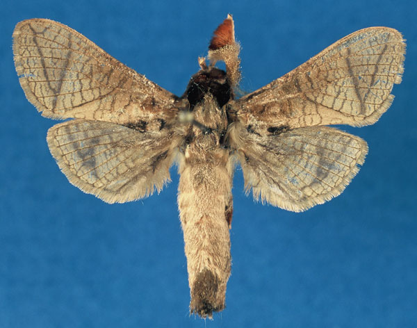 /filer/webapps/moths/media/images/O/otfriedi_Haberlandia_HT_RMCA_sARo5sX.jpg