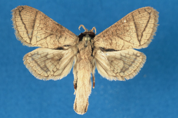 /filer/webapps/moths/media/images/O/otfriedi_Haberlandia_PTF_RMCA.jpg