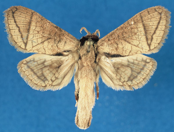 /filer/webapps/moths/media/images/O/otfriedi_Haberlandia_PTF_RMCA_rmRyAZM.jpg