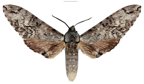 /filer/webapps/moths/media/images/O/ottofeldneri_Covelliana_HT_SMCR.jpg