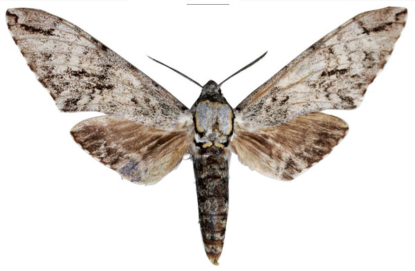 /filer/webapps/moths/media/images/O/ottofeldneri_Covelliana_PTM_SMCR.jpg
