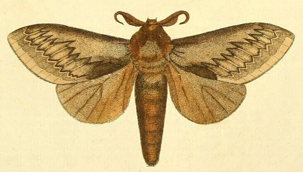 /filer/webapps/moths/media/images/O/otus_Pachypasa_Drury1_16_3.jpg