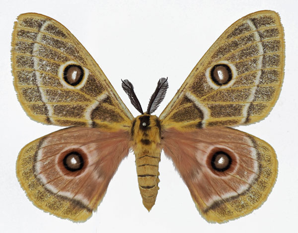 /filer/webapps/moths/media/images/O/oubie_Bunaeopsis_AM_Basquina.jpg