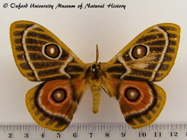 /filer/webapps/moths/media/images/O/oubie_Bunaeopsis_A_OUMNH_01.jpg