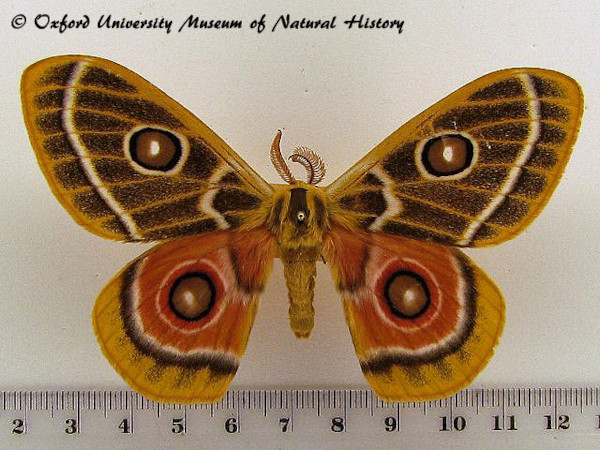 /filer/webapps/moths/media/images/O/oubie_Bunaeopsis_A_OUMNH_02.jpg